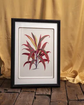 Beilschmiedia Taiaire Tawa - Framed Wall Art