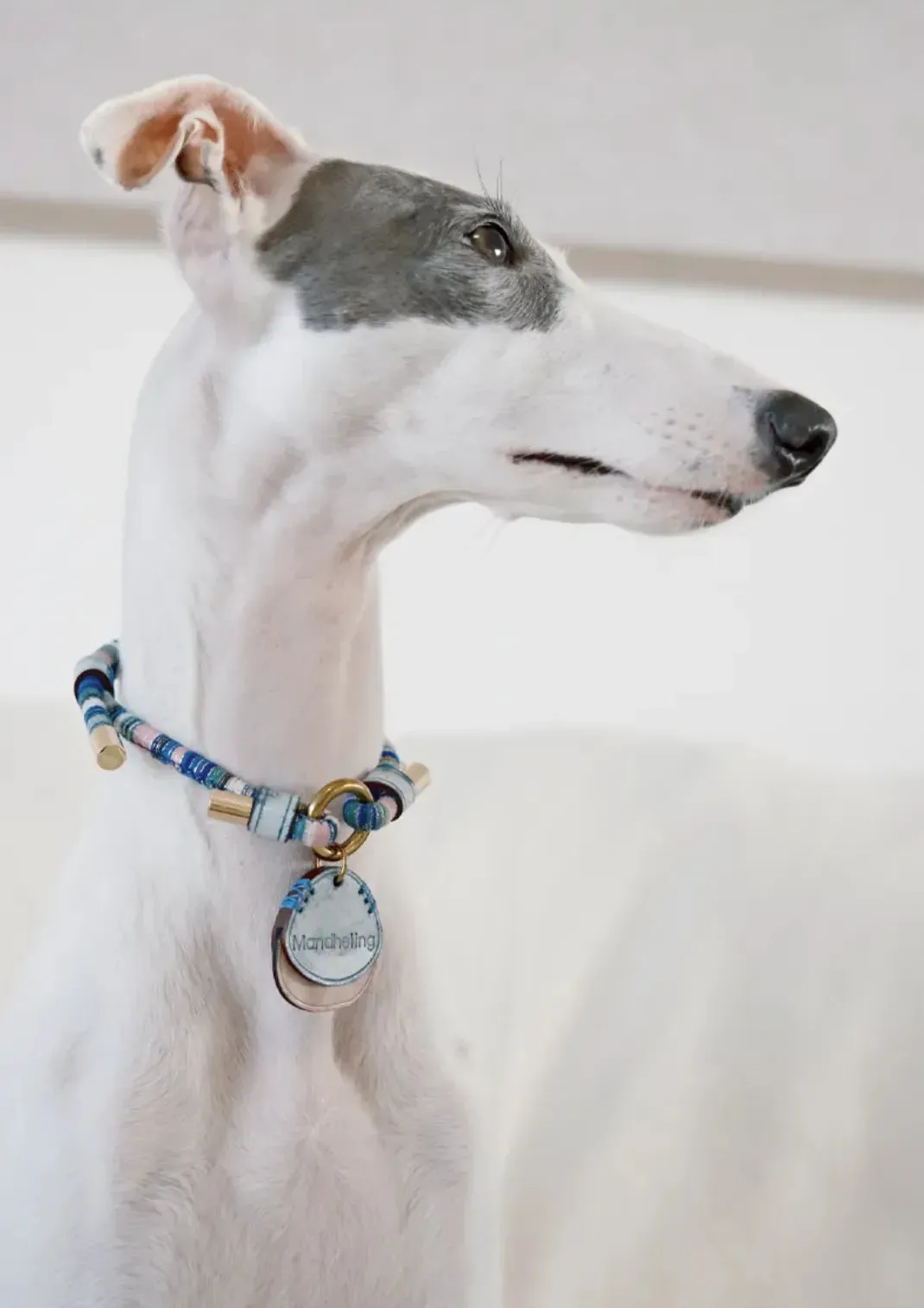 Customizable Leather Pet Collar with Personalized Name Tag