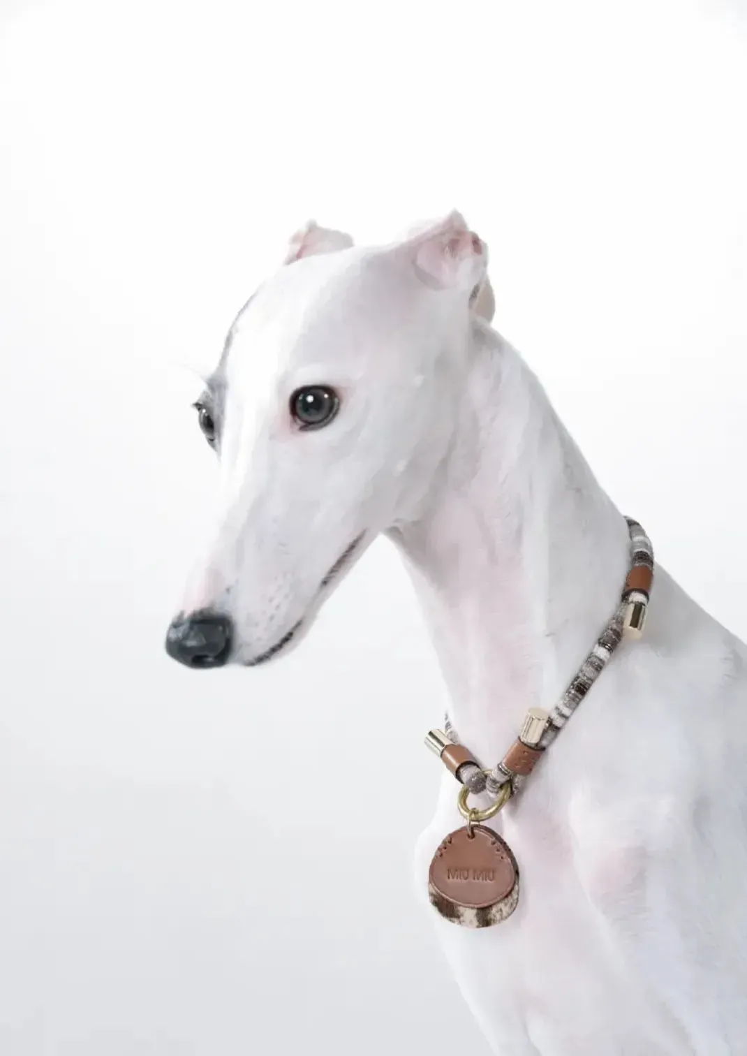 Customizable Leather Pet Collar with Personalized Name Tag