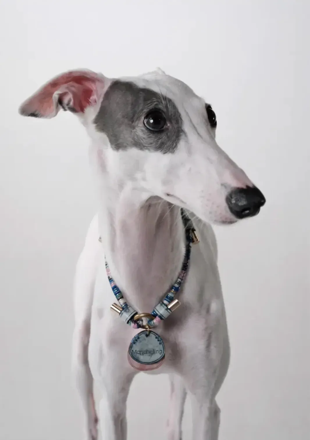 Customizable Leather Pet Collar with Personalized Name Tag