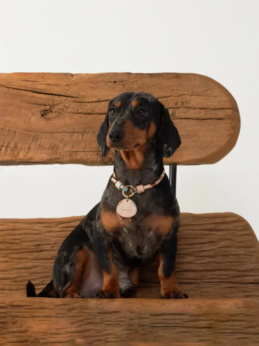 Customizable Leather Pet Collar with Personalized Name Tag