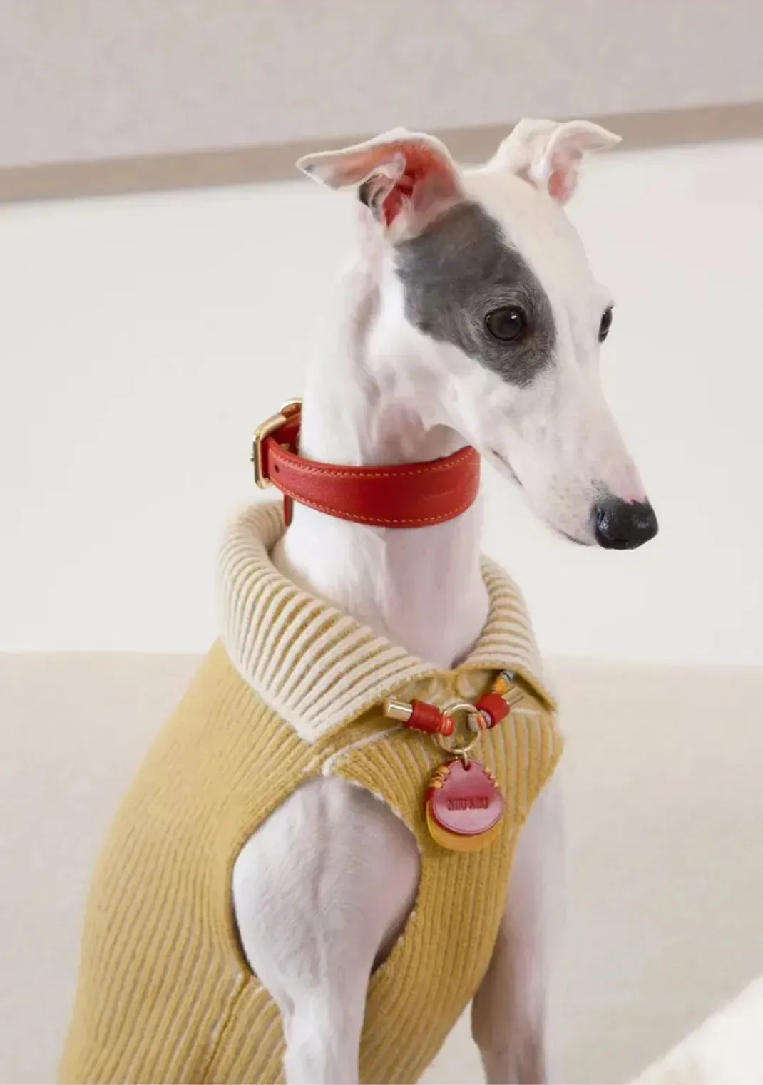 Customizable Leather Pet Collar with Personalized Name Tag
