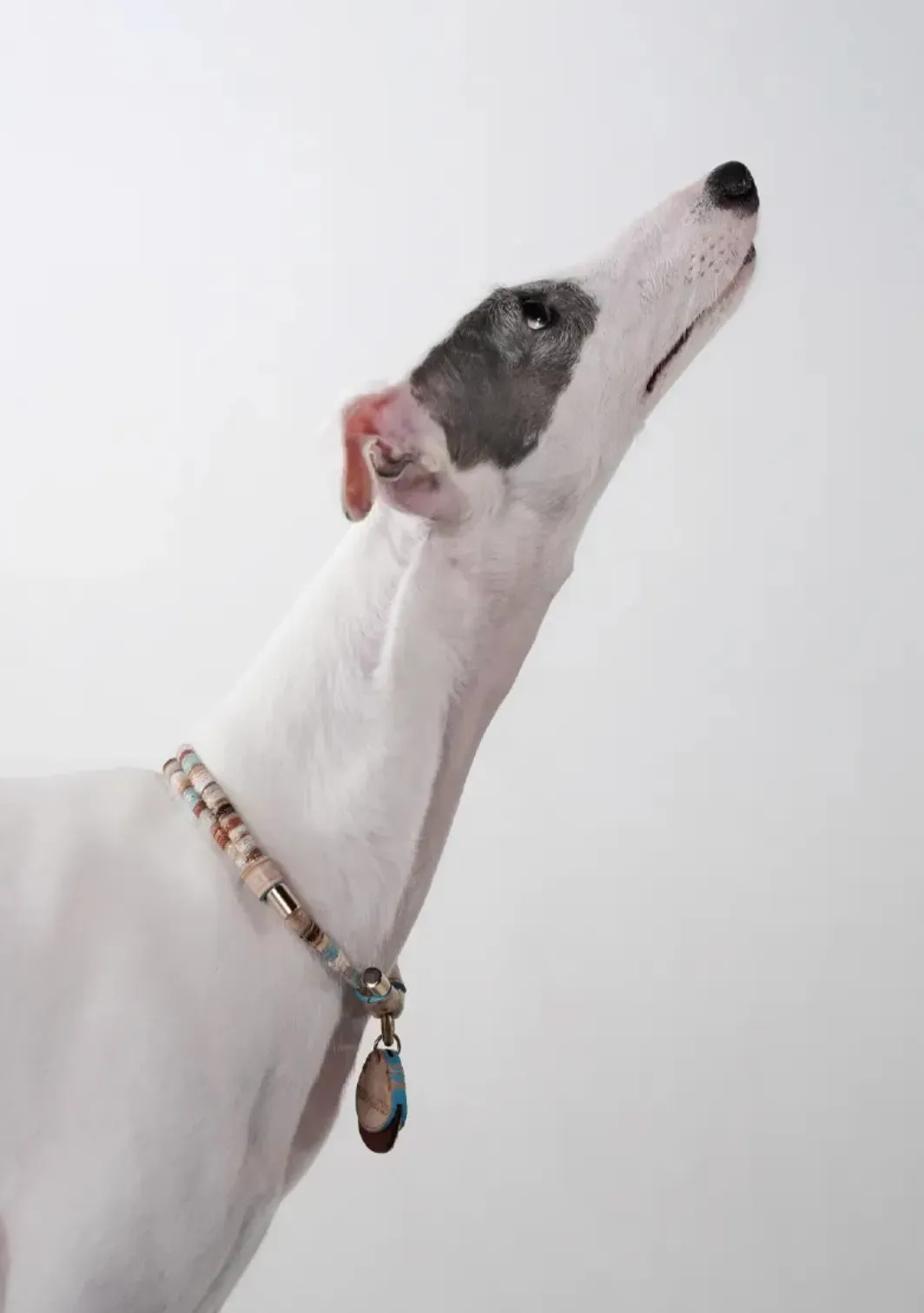 Customizable Leather Pet Collar with Personalized Name Tag
