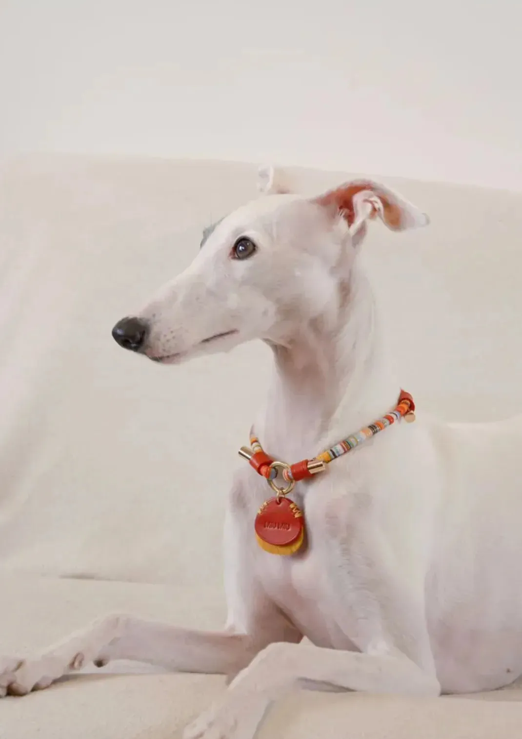 Customizable Leather Pet Collar with Personalized Name Tag
