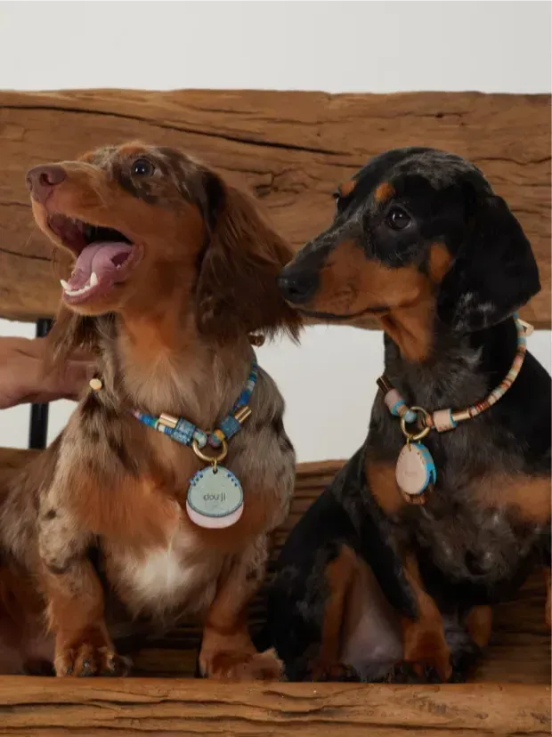 Customizable Leather Pet Collar with Personalized Name Tag