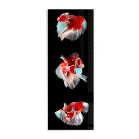 Trinity Betta Fishes - Panoramic